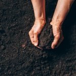 Agriculture, organic gardening, planting or ecology concept. Dirty woman hands holding moist soil